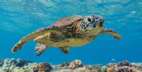 How long can sea turtles hold their breath. Things To Know About How long can sea turtles hold their breath. 